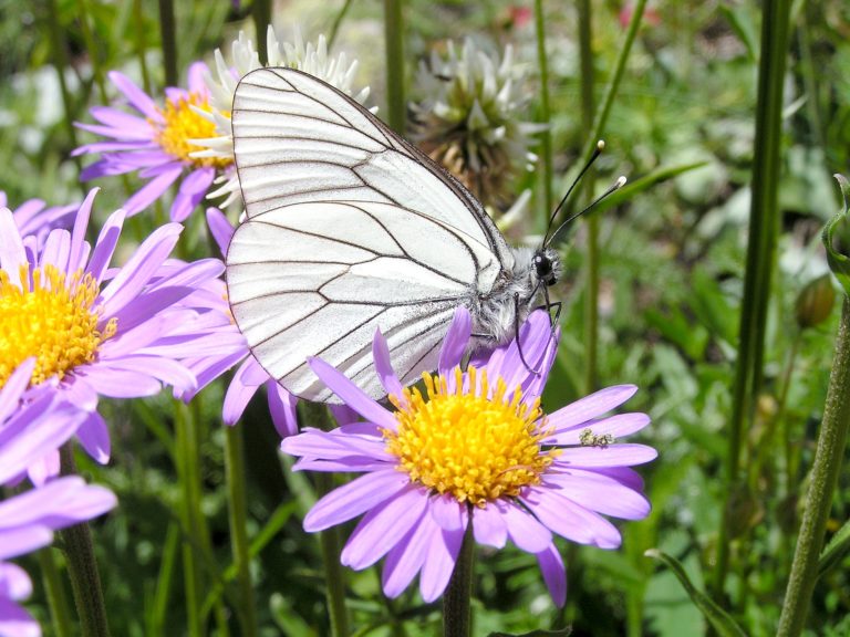 Gazé. Photo: P.Marchesi