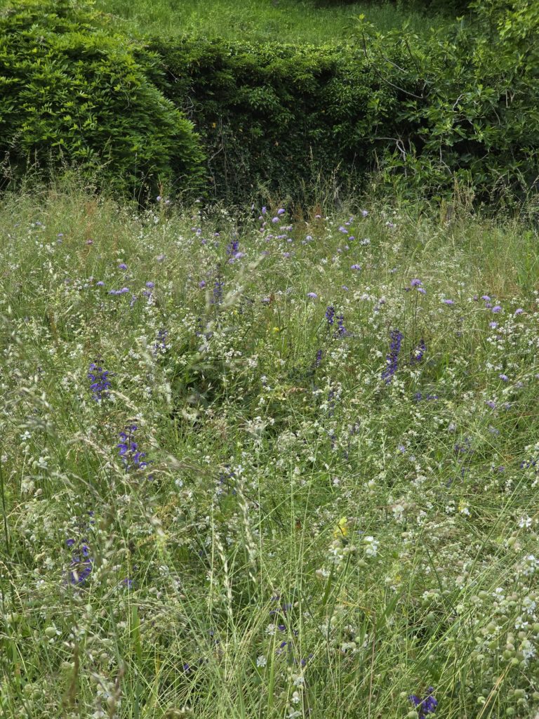 Prairie fleurie, entretien extensif. Photo: C.Marchesi