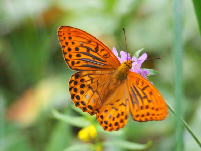 papillon diurne dans le Chablais
