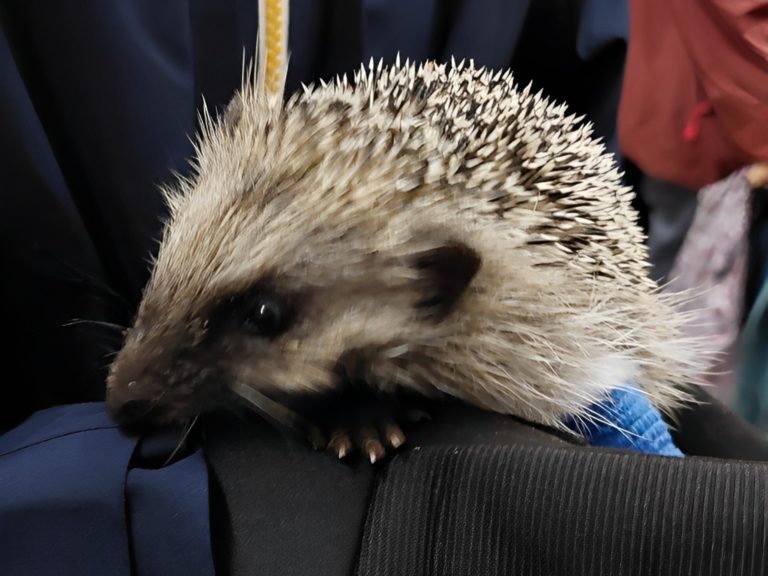 herisoaigle-2022 (8)