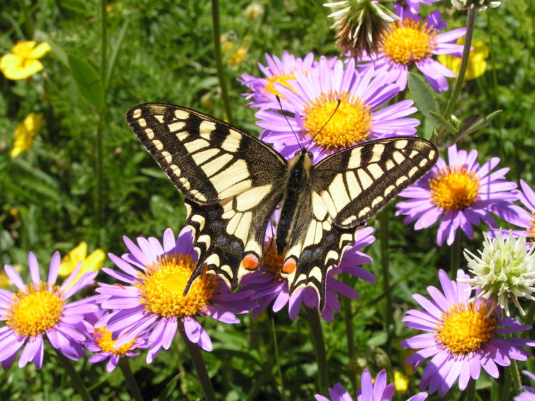 Le Machaon (Papilio machaon). Ce magnifique papillon est observable dans les jardins naturels. Envie de l’accueillir chez vous? Participez au projet!     Photo:P.Marchesi