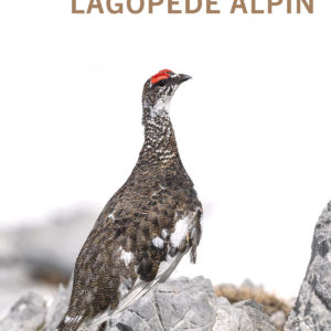 L’univers sauvage du Lagopède alpin