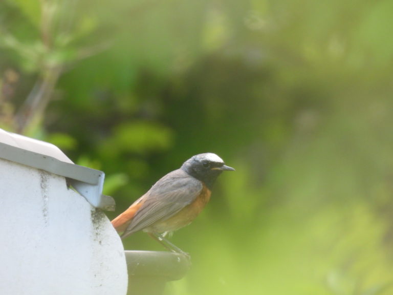 RQFB,Alpesvivantes,2024