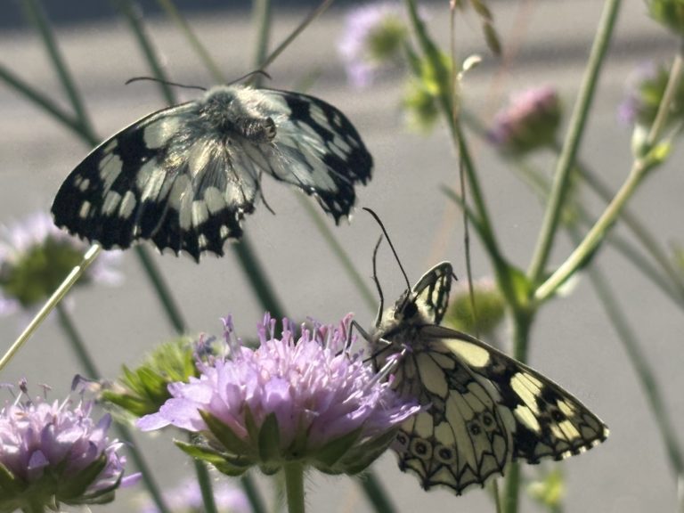 IMG_7687